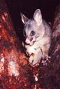 Possum