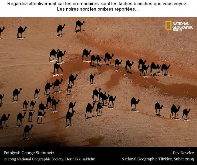 Camels