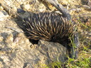 Echidnea, BlueMountains