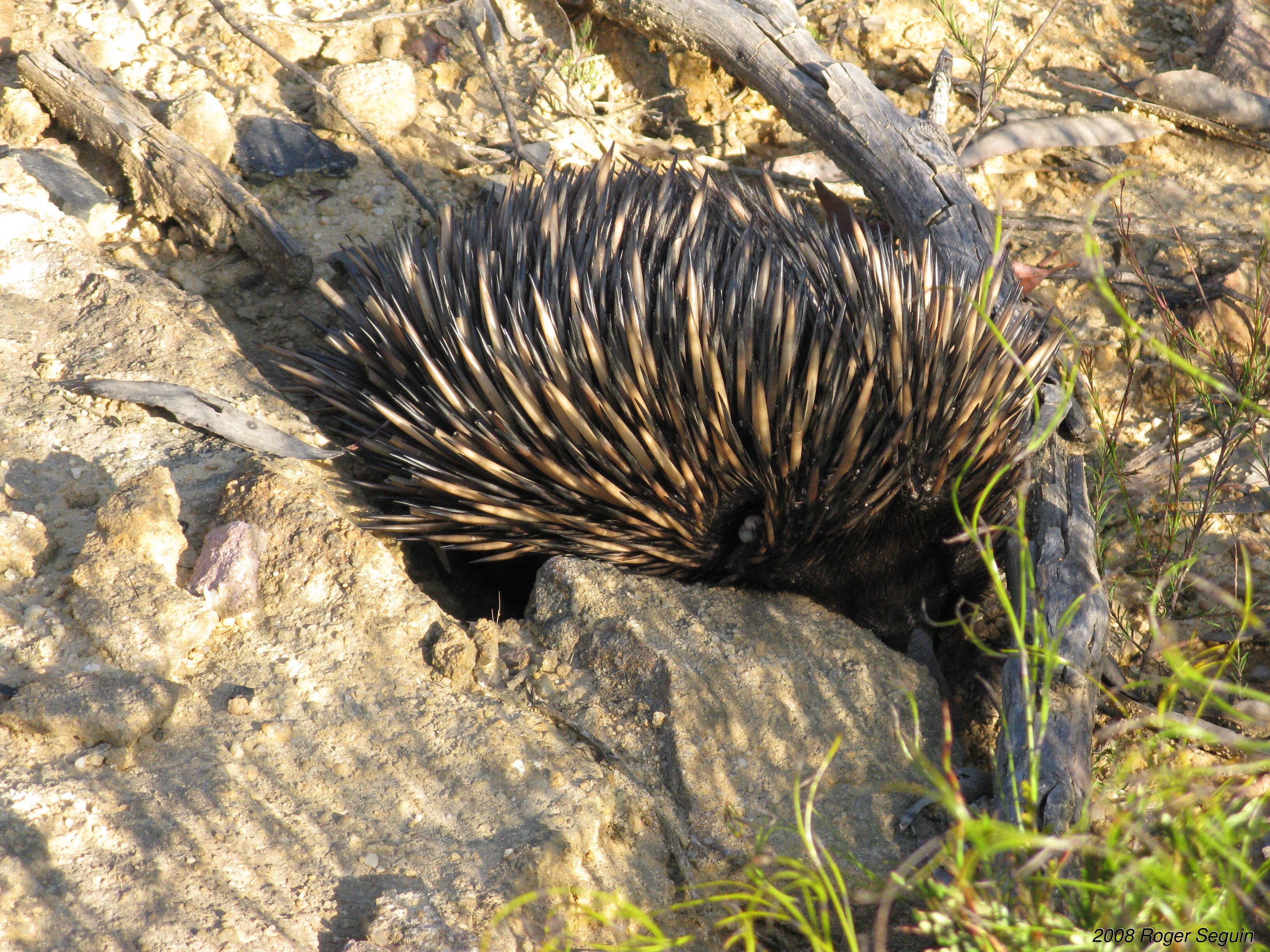 Echidnea, BlueMountains